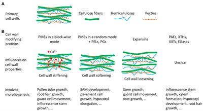 Primary Cell Wall Modifying Proteins Regulate Wall Mechanics to Steer Plant Morphogenesis